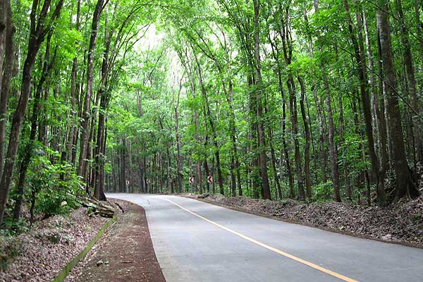 Man-made Forest