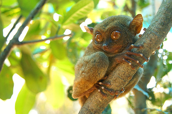 Tarsier