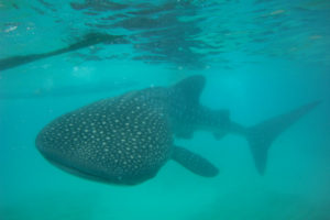 Whale Watching in Oslob, Cebu